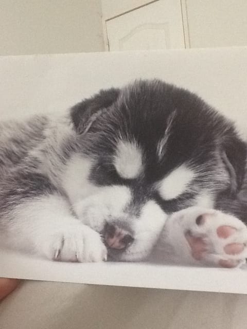 Quel race de chien est ce ?