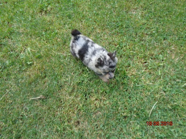j aimerais avoir un avis sur un chiot spitz nain