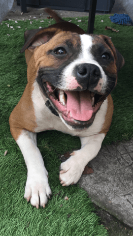 Mon chiot de 10 mois mange tout ce qui traine a l'exterieur