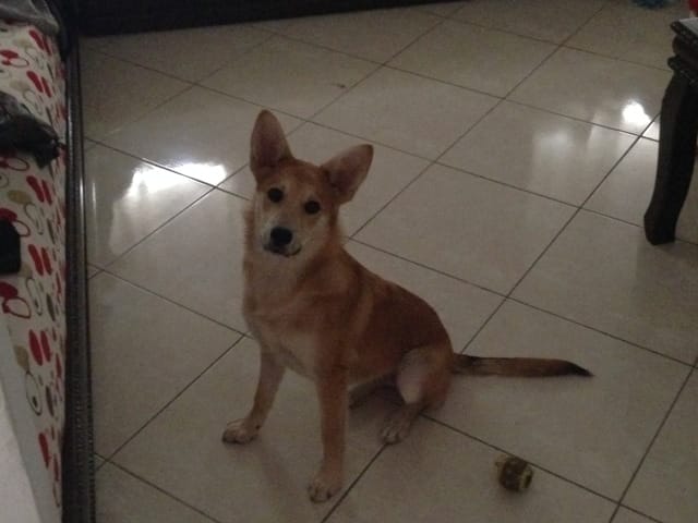 Quelle race pour chien