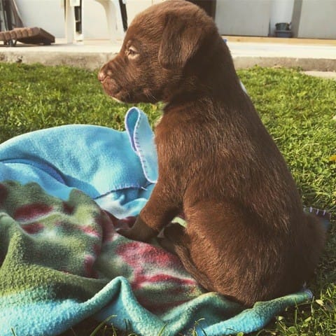 J’aimerais connaître la possible évolution de mon chiot