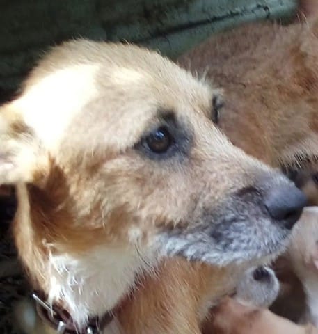 Urgent - Caramelle à adopter