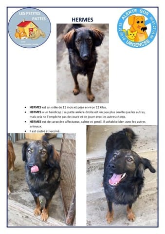 Urgent - Hermès à adopter