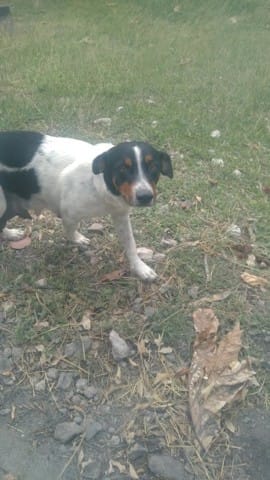 Urgent : Napoli à Adopter