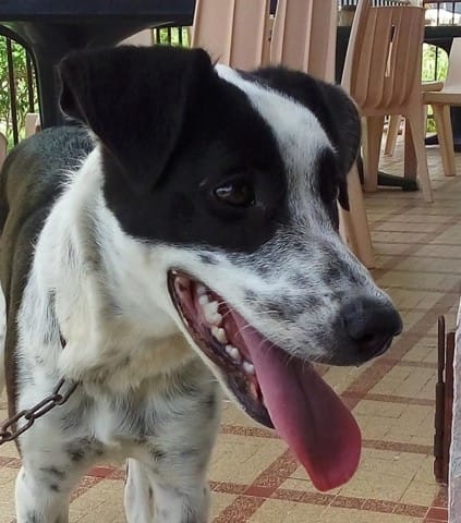 Urgent - moustique à adopter