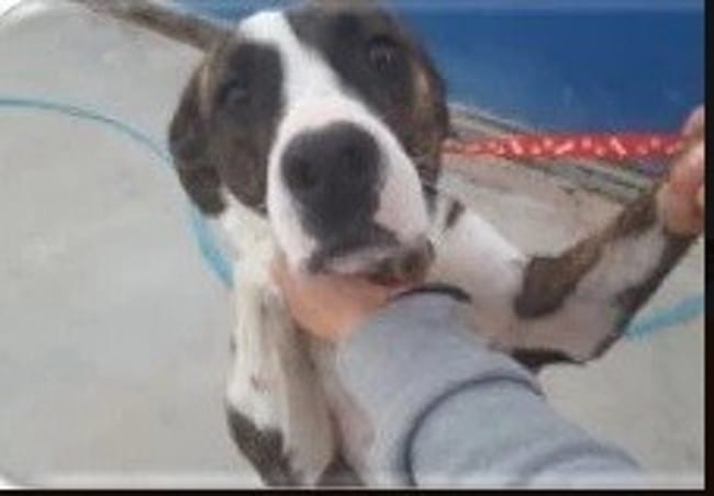 A l'adoption -Thor - 1 an - 28kgs