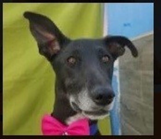 A l'adoption - Luna - 2 ans - 20kgs