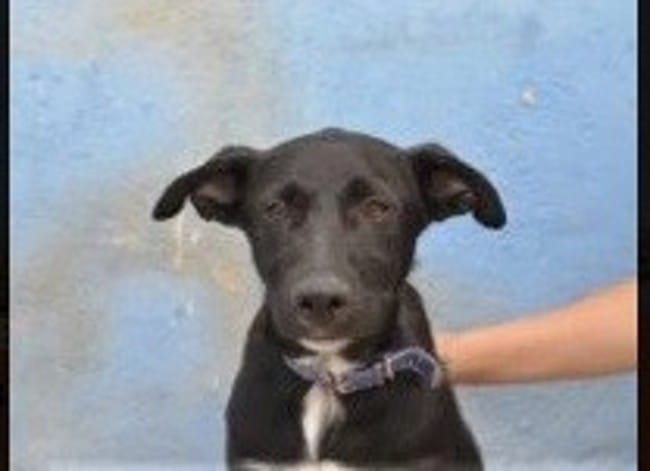 A l'adoption - Morgan - Mâle - 24kgs