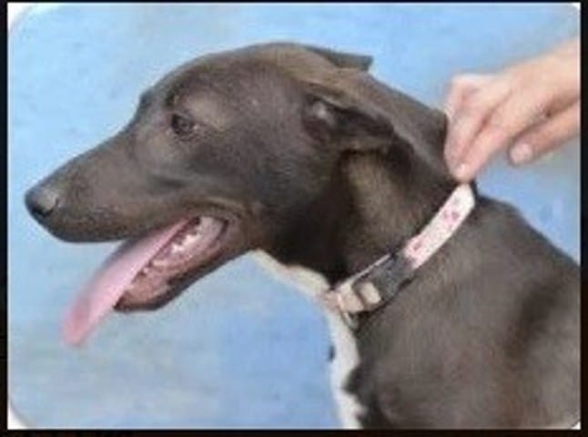 A l'adoption - Rihanna - 1 an - 22kgs