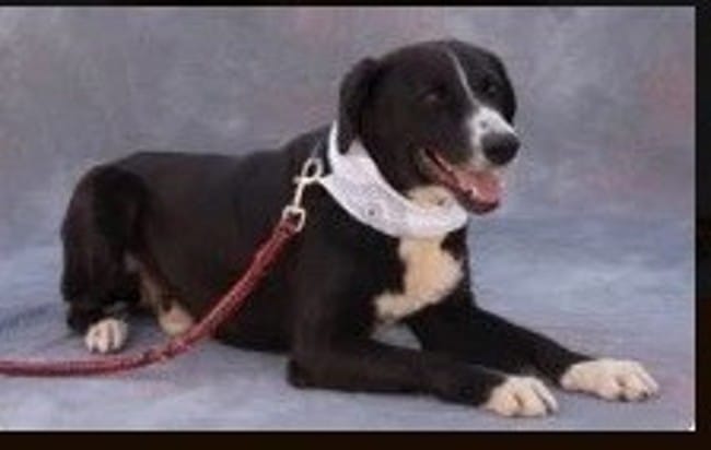 A l'adoption - Elvis - Mâle - 1 an - 25kgs