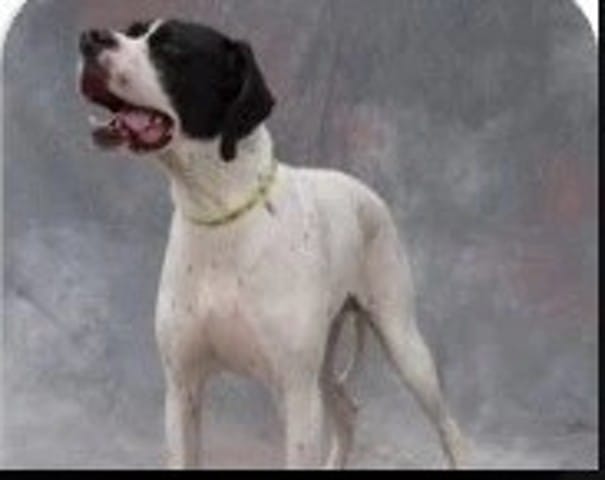 A l'adoption - Bora - 3 ans - 16kgs