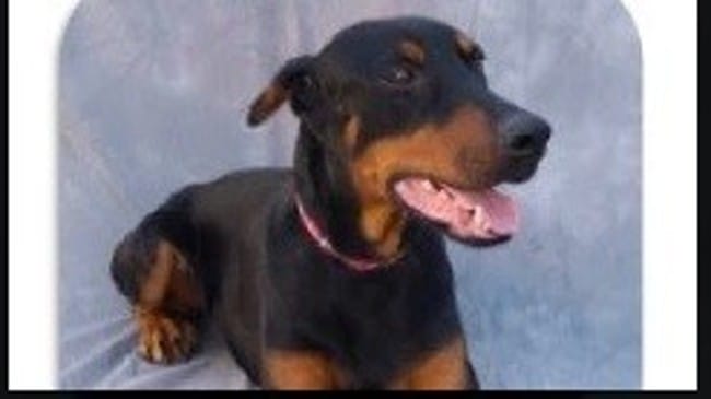 A l'adoption - Jordan - Mâle - 22kgs