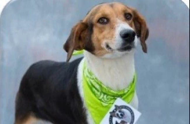 A l'adoption - Estela - 3 ans - 20kgs