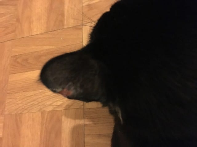 Chat blessé