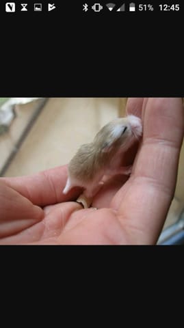 Bébé hamster