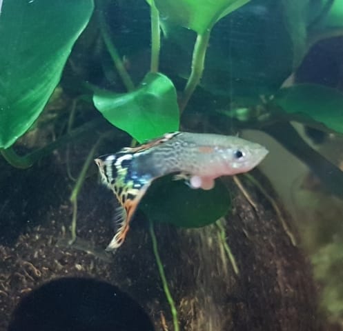 Guppy mal avec boules blanche