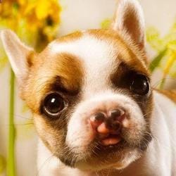 lentil est super