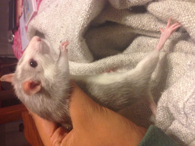 Ratte enceinte?