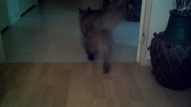 Twister chat de satonia1212