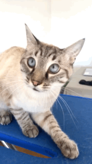 mon chat à un comportement agressif et insolite avec sa gueule