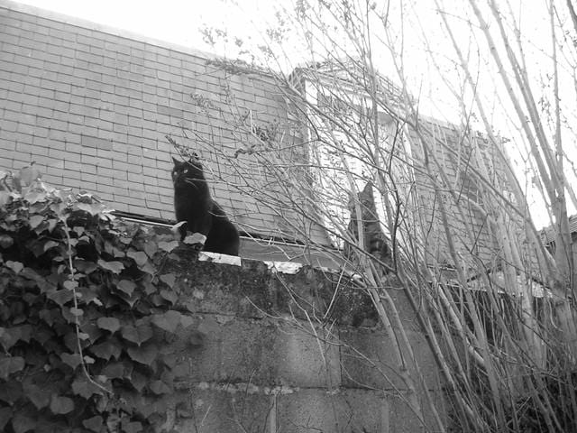 Copains a vie (concours photos)