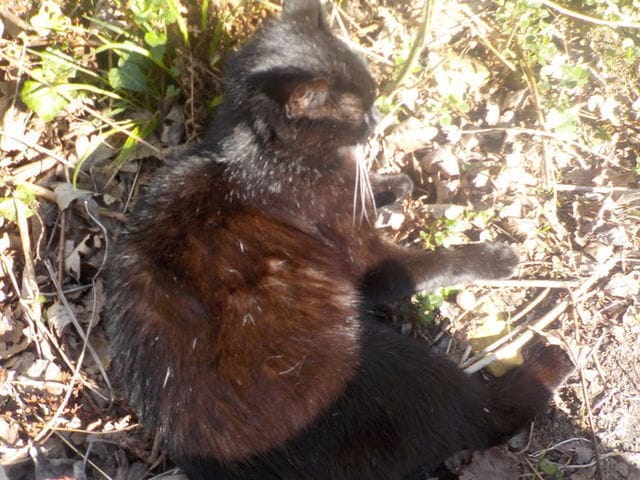 Minette enceinte ?