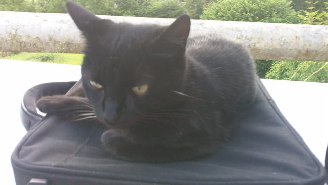 Mes chats ♥