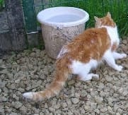 Oliver ♥ Mon chat ♥ R . I . ¨P