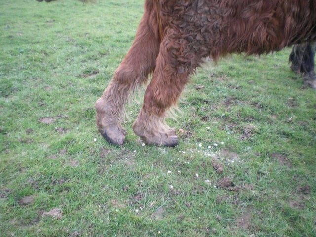 sauvons mange-tout et lidol 