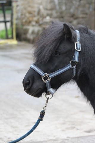 Quidoum le poney de ma vie