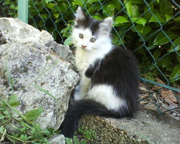 quelle peut etre la race de ce chaton?