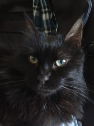 Mon chat ne serait t'il pas un Angora Turc ?