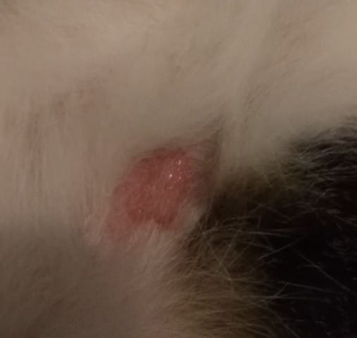 Irritation/Inflammation de la peau ?