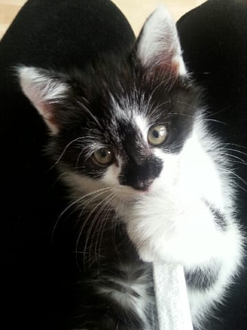 Nom pour chaton mâle noir et blanc 