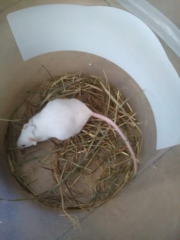 Ma souris grossis de plus en plus en plus