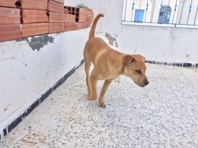 quel est la race de mon chiot?