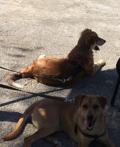 Quelle est la race de mes deux chiots ?