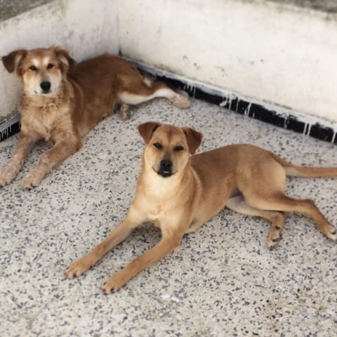 Ma chienne est-elle enceinte ?