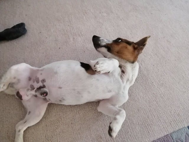 la race de ce chien s'il vous plait