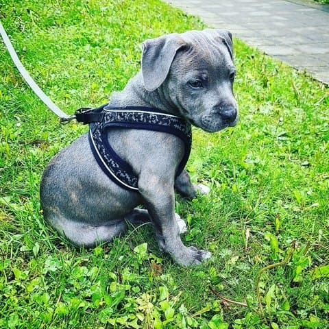 Port d'oreille Staffie