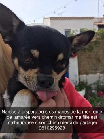Perdu chihuahua Narcos