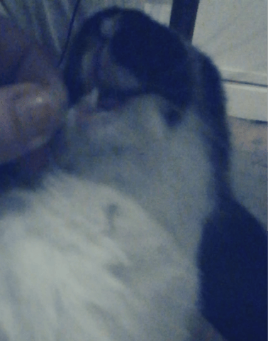 Dentition étrange