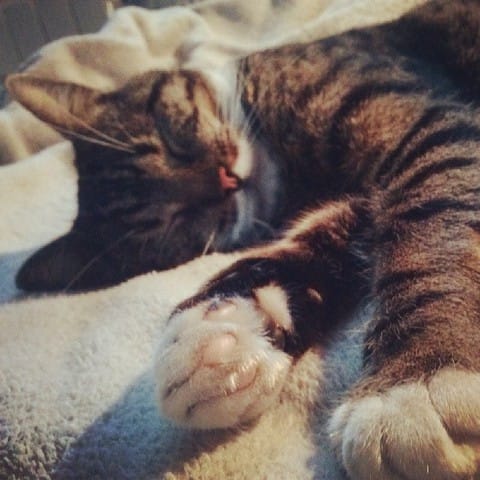 Intoxication à la perméthrine chez le chat