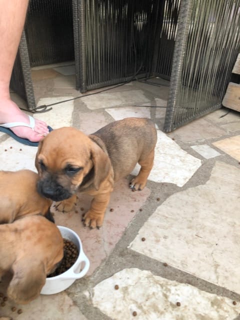 Quel va être le physique d'un chiot Bouledogue Français * Basset Artésien Normand