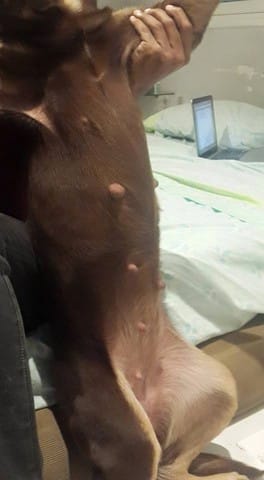 Ma chienne est elle enceinte ?