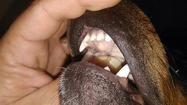 bouton sur le palais