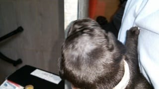 Chiots qui ont 15 jours perte de poils dessus de tete