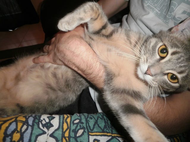 A Luffy, un chat extraordinaire!