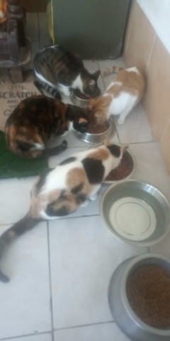 Sauvetage de 6 chats