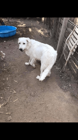 Race de mon chien